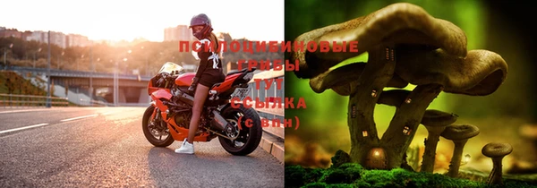ПСИЛОЦИБИНОВЫЕ ГРИБЫ Алзамай